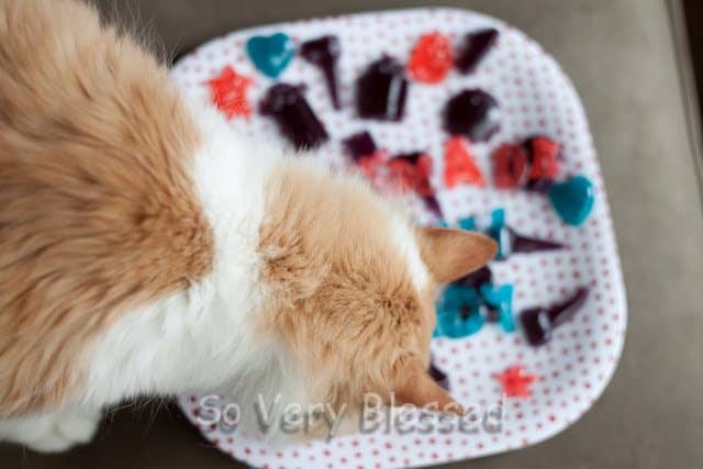 A cat sniffing the homemade gummy candies of Becky.