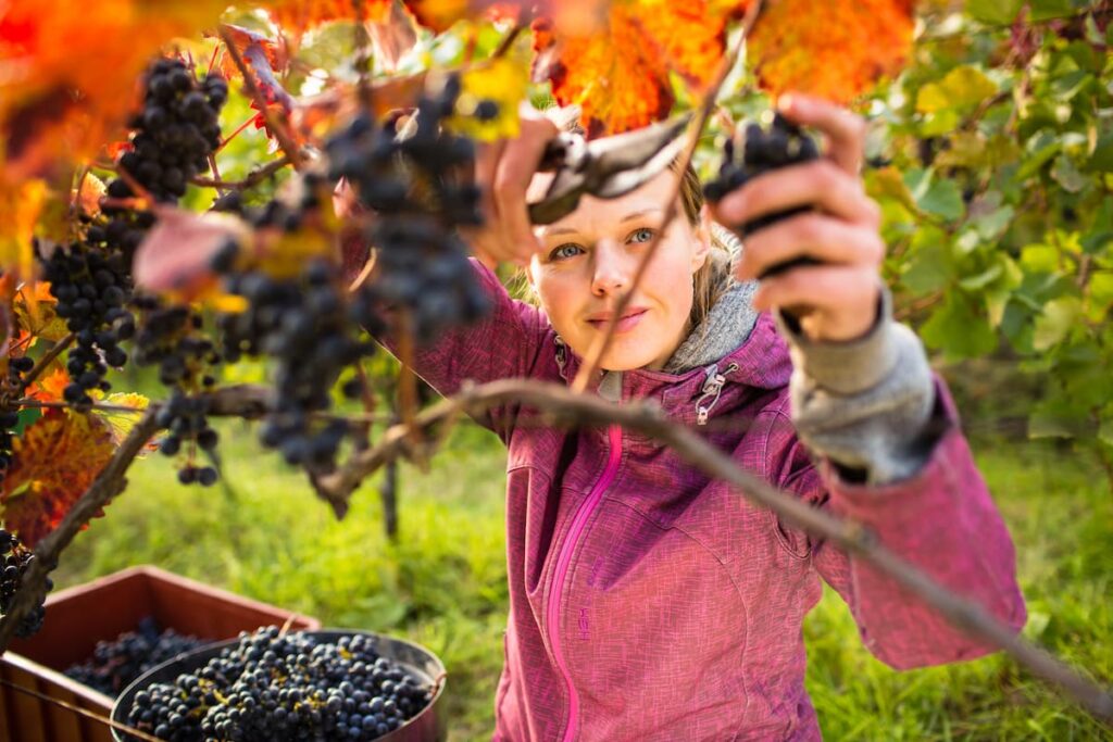 20 Bible Verses About-For Fall Woman harvesting grapes surrounded by fall colors