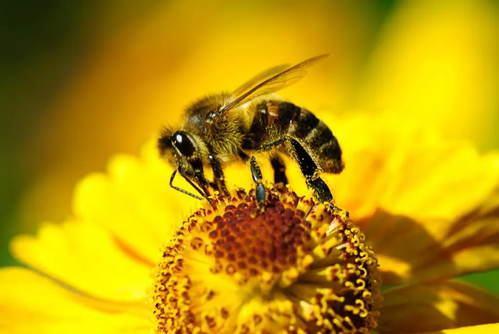 Bible Verses About Bees - Honey bee on yellow flower