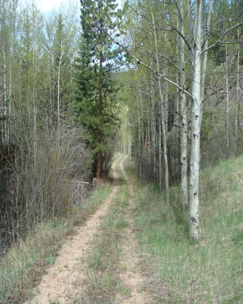 Worn path through a grove of aspen trees in the mountains - 7 spiritual disciplines that calm anxiety